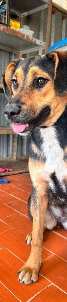Coral – Mischling, Weibchen, 7 Monate, 65520 Bad Camberg – Foto 4