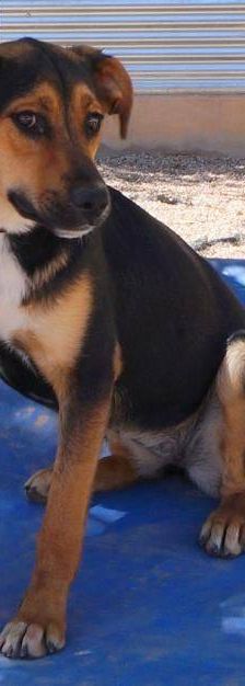 Coral – Mischling, Weibchen, 7 Monate, 65520 Bad Camberg – Foto 7