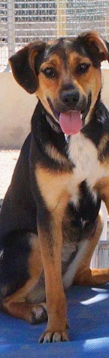 Coral – Mischling, Weibchen, 7 Monate, 65520 Bad Camberg – Foto 8