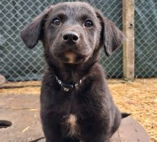 Linus – Mischling, vermutlich Schäferhund-Mix, Männchen, Alter unbekannt, Nordic Strays e.V. – Foto 3