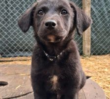 Linus – Mischling, vermutlich Schäferhund-Mix, Männchen, Alter unbekannt, Nordic Strays e.V. – Foto 4