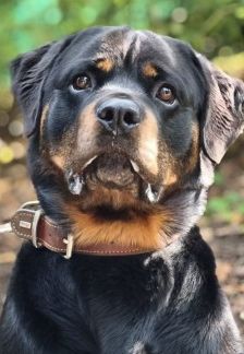 Kimbo – Rottweiler, Männchen, 6 Jahre, 70195 Stuttgart-Botnang – Foto 1