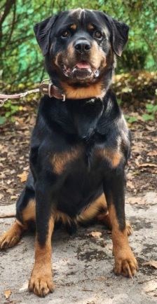 Kimbo – Rottweiler, Männchen, 6 Jahre, 70195 Stuttgart-Botnang – Foto 2