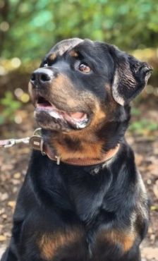 Kimbo – Rottweiler, Männchen, 6 Jahre, 70195 Stuttgart-Botnang – Foto 3
