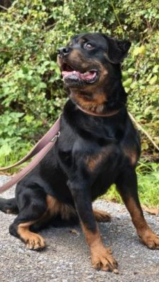 Kimbo – Rottweiler, Männchen, 6 Jahre, 70195 Stuttgart-Botnang – Foto 4