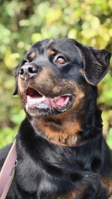 Kimbo – Rottweiler, Männchen, 6 Jahre, 70195 Stuttgart-Botnang – Foto 5