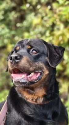Kimbo – Rottweiler, Männchen, 6 Jahre, 70195 Stuttgart-Botnang – Foto 6