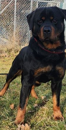 Kimbo – Rottweiler, Männchen, 6 Jahre, 70195 Stuttgart-Botnang – Foto 7