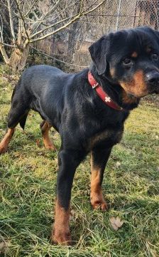 Kimbo – Rottweiler, Männchen, 6 Jahre, 70195 Stuttgart-Botnang – Foto 8