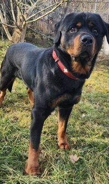 Kimbo – Rottweiler, Männchen, 6 Jahre, 70195 Stuttgart-Botnang – Foto 9