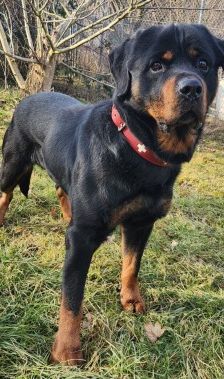 Kimbo – Rottweiler, Männchen, 6 Jahre, 70195 Stuttgart-Botnang – Foto 10