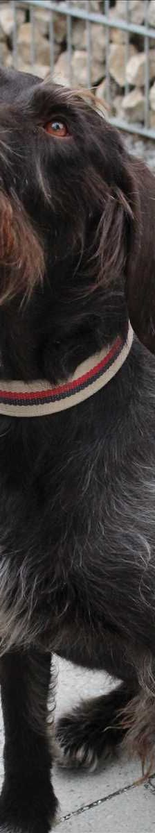 CARUSO – Deutsch-Drahthaar, Männchen, 11 Jahre, 81829 München – Foto 1