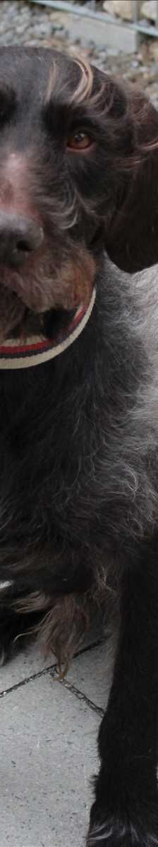 CARUSO – Deutsch-Drahthaar, Männchen, 11 Jahre, 81829 München – Foto 2