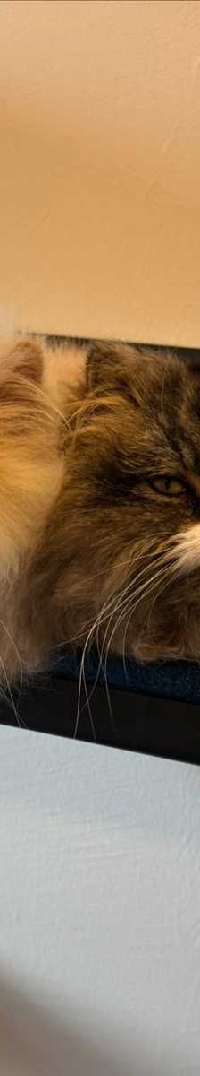 CASTOR – Perser, Männchen, 6 Jahre, 81829 München – Foto 1