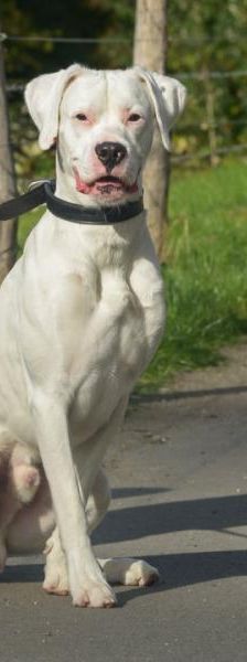 Blizzard – Mix-Boxer, Männchen, 2 Jahre, 45141 Essen – Foto 2