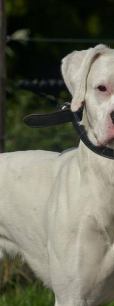 Blizzard – Mix-Boxer, Männchen, 2 Jahre, 45141 Essen – Foto 3