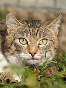 Fritz – EKH, getigert-weiß, Männchen, 6 Jahre, 90537 Feucht – Foto 1