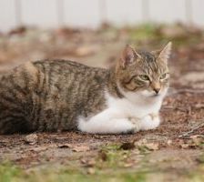 Fritz – EKH, getigert-weiß, Männchen, 6 Jahre, 90537 Feucht – Foto 2