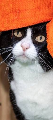 Oreo – Europäisch Kurzhaar, Männchen, 3 Jahre, 65520 Bad Camberg – Foto 1