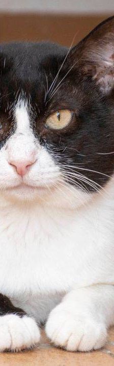 Oreo – Europäisch Kurzhaar, Männchen, 3 Jahre, 65520 Bad Camberg – Foto 2