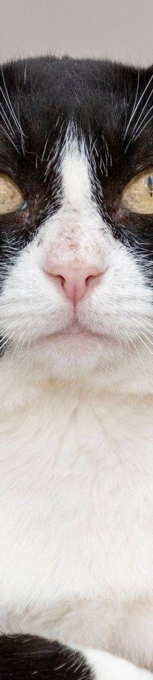 Oreo – Europäisch Kurzhaar, Männchen, 3 Jahre, 65520 Bad Camberg – Foto 11