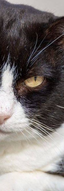 Oreo – Europäisch Kurzhaar, Männchen, 3 Jahre, 65520 Bad Camberg – Foto 12