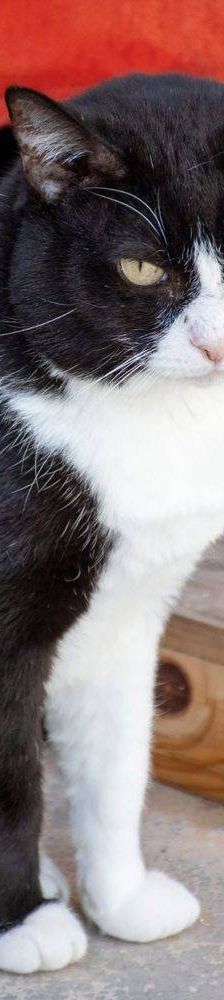Oreo – Europäisch Kurzhaar, Männchen, 3 Jahre, 65520 Bad Camberg – Foto 13