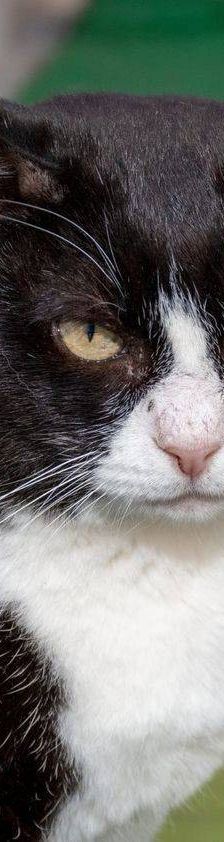 Oreo – Europäisch Kurzhaar, Männchen, 3 Jahre, 65520 Bad Camberg – Foto 14
