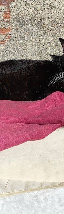 Oreo – Europäisch Kurzhaar, Männchen, 3 Jahre, 65520 Bad Camberg – Foto 15