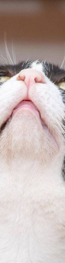 Oreo – Europäisch Kurzhaar, Männchen, 3 Jahre, 65520 Bad Camberg – Foto 3