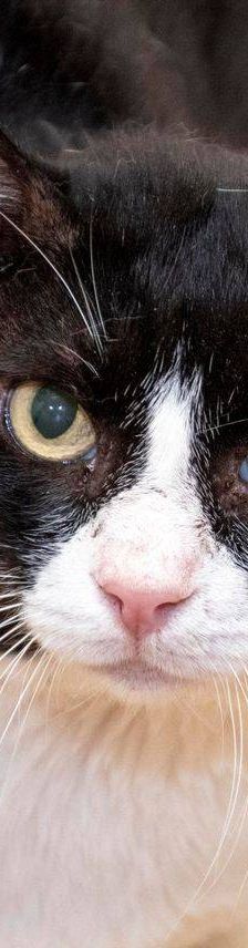 Oreo – Europäisch Kurzhaar, Männchen, 3 Jahre, 65520 Bad Camberg – Foto 4