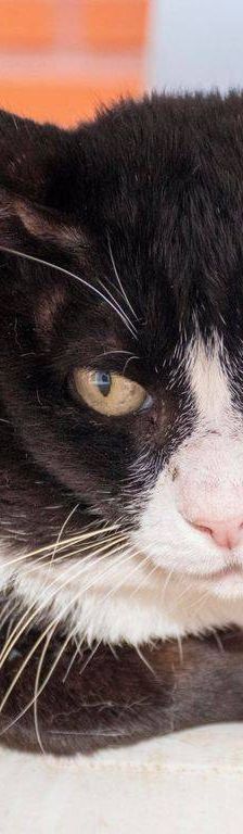 Oreo – Europäisch Kurzhaar, Männchen, 3 Jahre, 65520 Bad Camberg – Foto 5