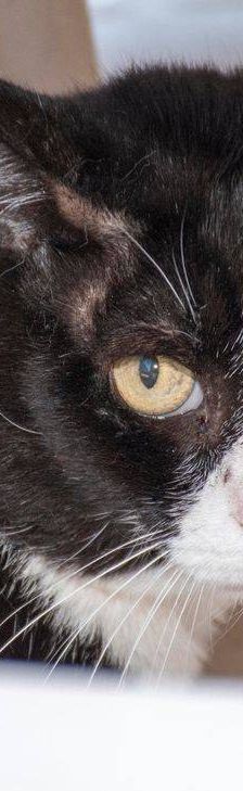 Oreo – Europäisch Kurzhaar, Männchen, 3 Jahre, 65520 Bad Camberg – Foto 6