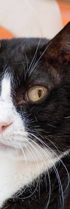 Oreo – Europäisch Kurzhaar, Männchen, 3 Jahre, 65520 Bad Camberg – Foto 7
