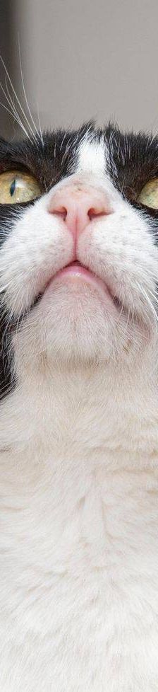 Oreo – Europäisch Kurzhaar, Männchen, 3 Jahre, 65520 Bad Camberg – Foto 8