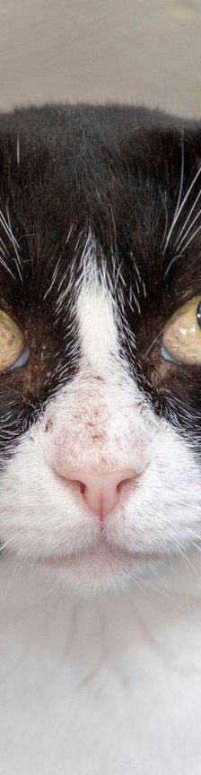 Oreo – Europäisch Kurzhaar, Männchen, 3 Jahre, 65520 Bad Camberg – Foto 9