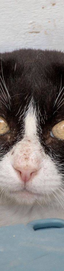 Oreo – Europäisch Kurzhaar, Männchen, 3 Jahre, 65520 Bad Camberg – Foto 10