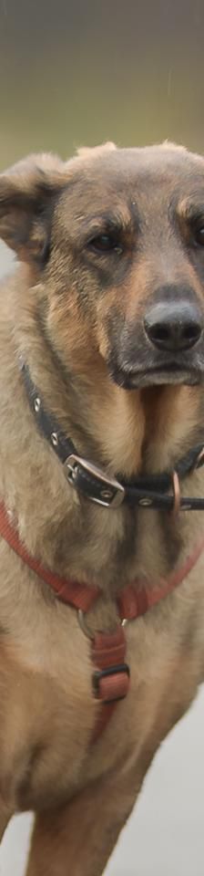 Max – Mix-Schäferhund, Männchen, 8 Jahre, 45141 Essen – Foto 1