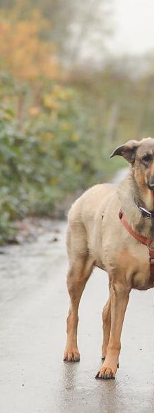 Max – Mix-Schäferhund, Männchen, 8 Jahre, 45141 Essen – Foto 2