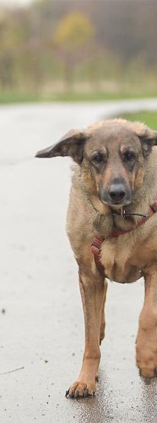 Max – Mix-Schäferhund, Männchen, 8 Jahre, 45141 Essen – Foto 3