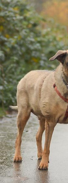 Max – Mix-Schäferhund, Männchen, 8 Jahre, 45141 Essen – Foto 4