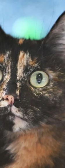 Mia – EKH, Weibchen, 3 Jahre 10 Monate, 13057 Berlin – Foto 1