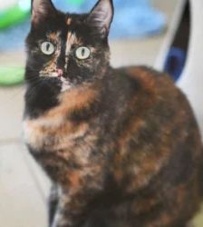 Mia – EKH, Weibchen, 3 Jahre 10 Monate, 13057 Berlin – Foto 2