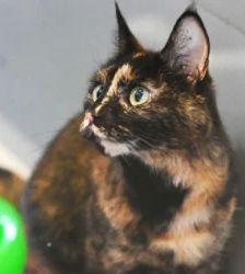 Mia – EKH, Weibchen, 3 Jahre 10 Monate, 13057 Berlin – Foto 3