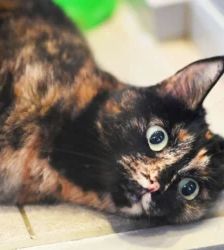 Mia – EKH, Weibchen, 3 Jahre 10 Monate, 13057 Berlin – Foto 4