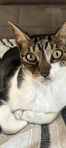 Mia – Europäisch Kurzhaar, Weibchen, 2 Jahre 6 Monate, 65520 Bad Camberg – Foto 1