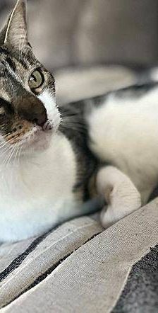 Mia – Europäisch Kurzhaar, Weibchen, 2 Jahre 6 Monate, 65520 Bad Camberg – Foto 2