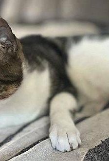 Mia – Europäisch Kurzhaar, Weibchen, 2 Jahre 6 Monate, 65520 Bad Camberg – Foto 3
