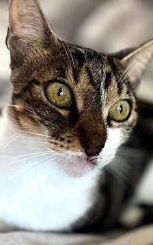 Mia – Europäisch Kurzhaar, Weibchen, 2 Jahre 6 Monate, 65520 Bad Camberg – Foto 4