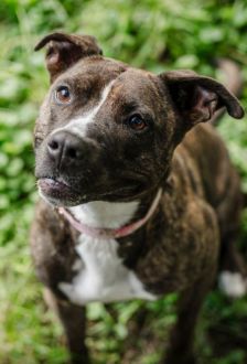 Ricarda – American Staffordshire, Weibchen, 2 Jahre, 97074 Würzburg – Foto 3